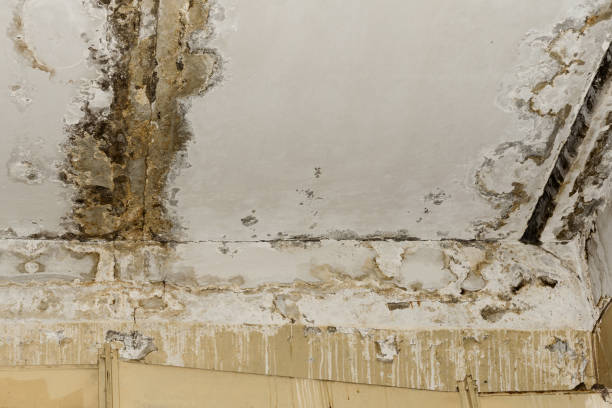 Why You Should Choose Our Mold Remediation Services in Pleasant Hill, PA